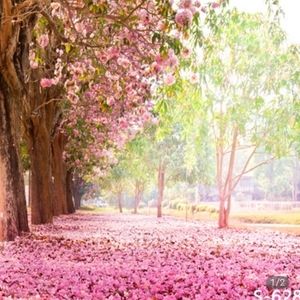Pink flower garden cherry blossom wedding photography background/backdrop vinyl
